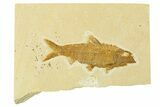 Fossil Fish (Knightia) - Wyoming #295525-1